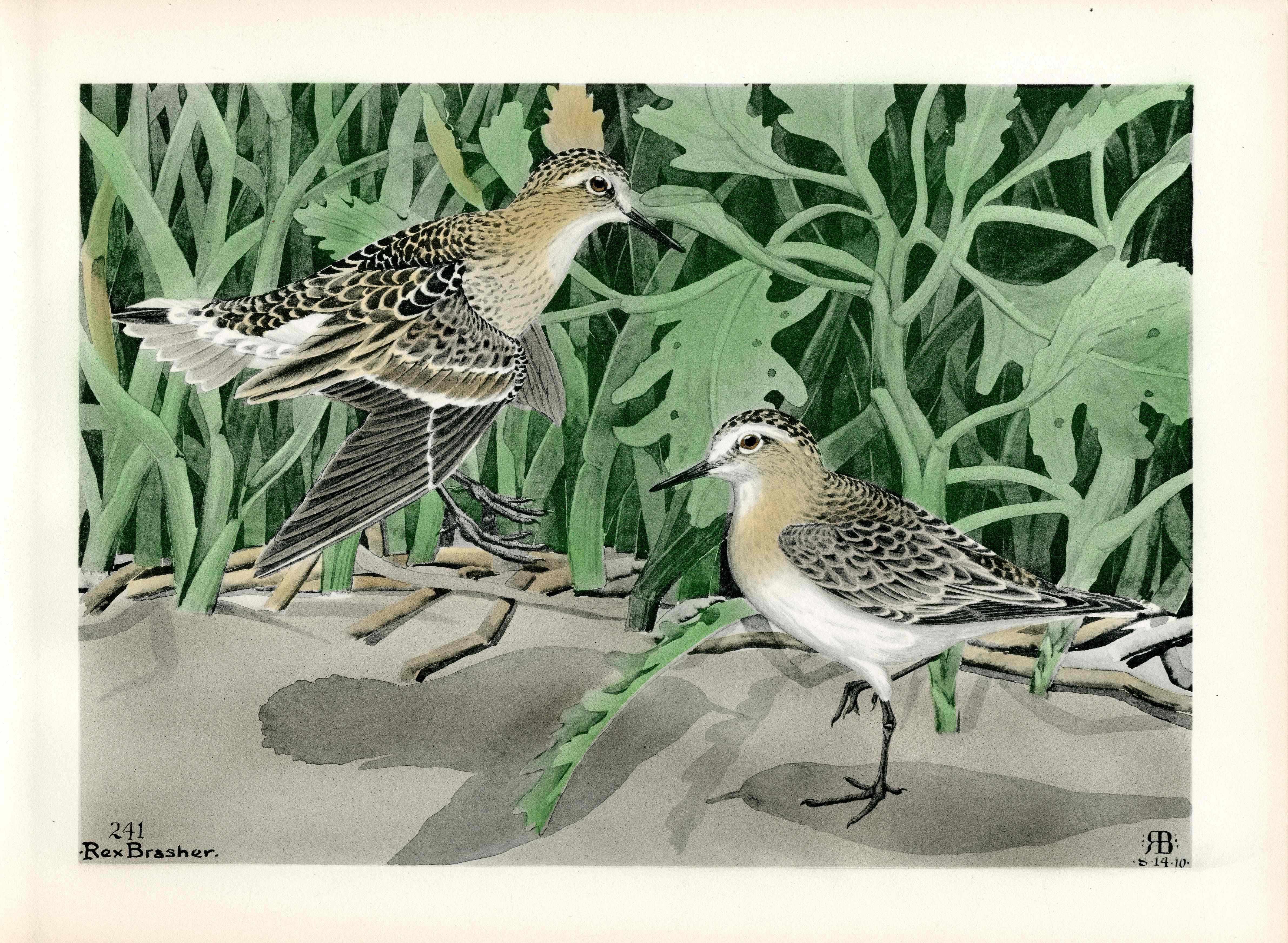 Rex Brasher Birds America 1930 1st Edition Print Baird Sandpiper