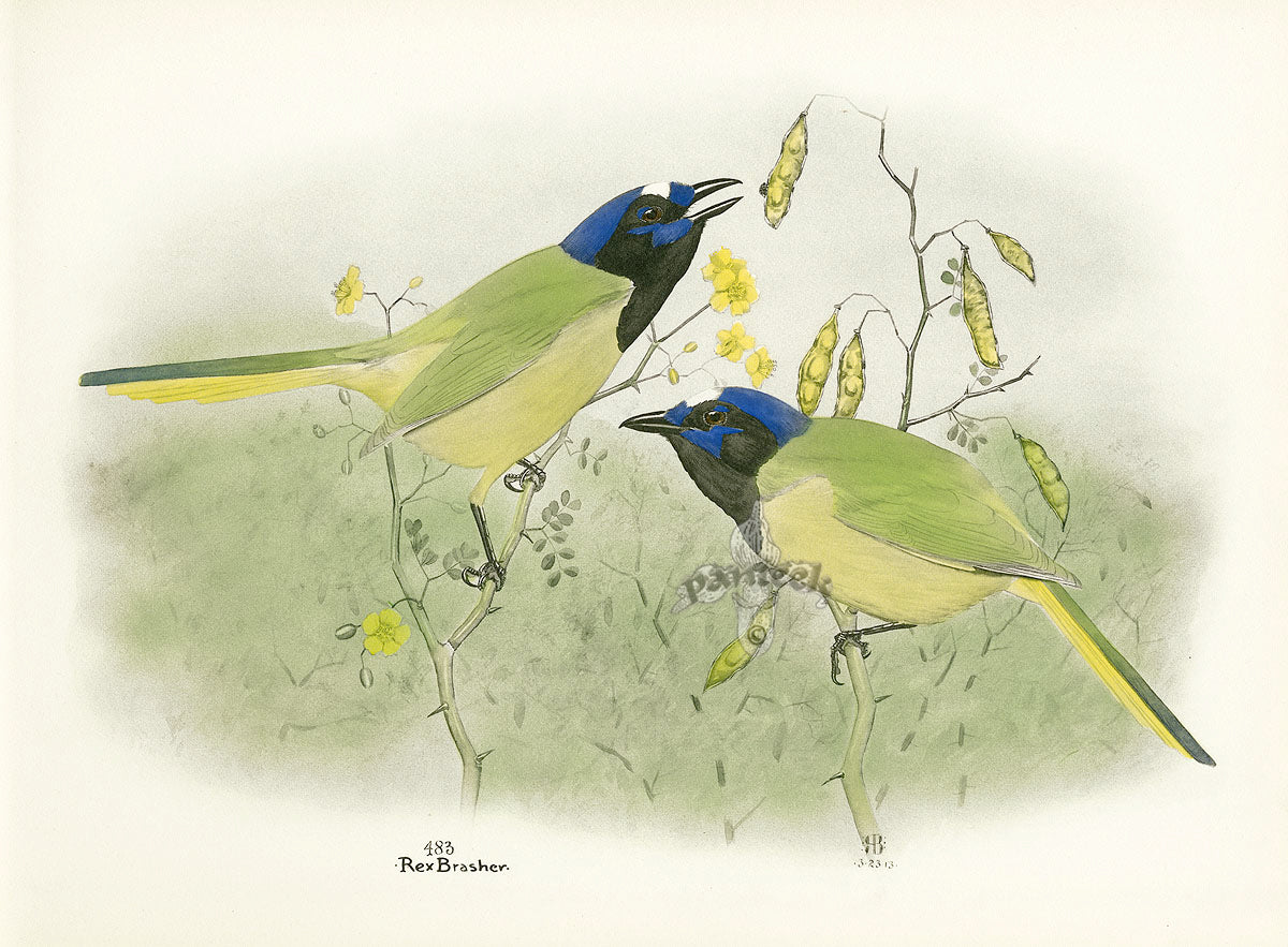 Rex Brasher Birds America 1930 1st Edition Print Green Jay Acacia