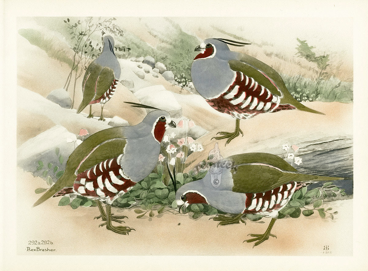 Rex Brasher Birds America 1930 1st Edition Print Plume, San Pedro Quail