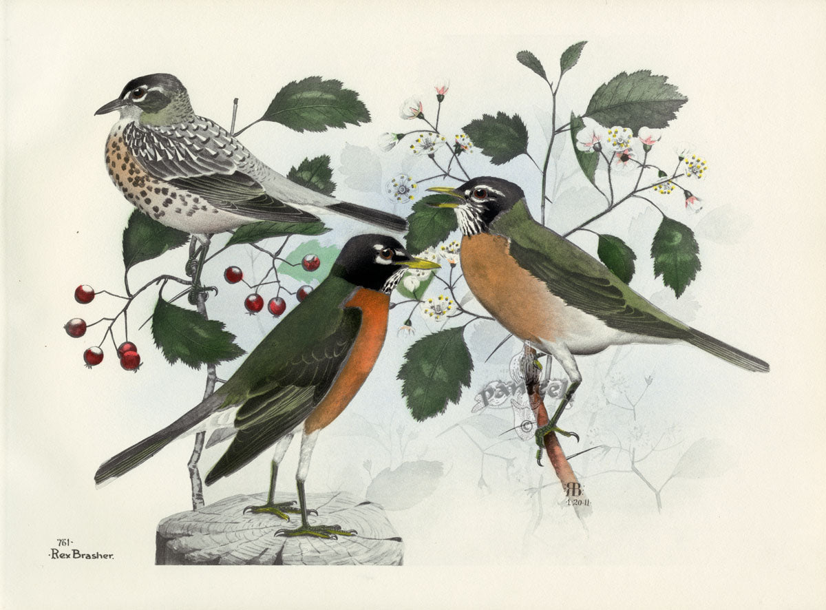 Rex Brasher Birds America 1930 1st Edition Print Robin, Scarlet Haw