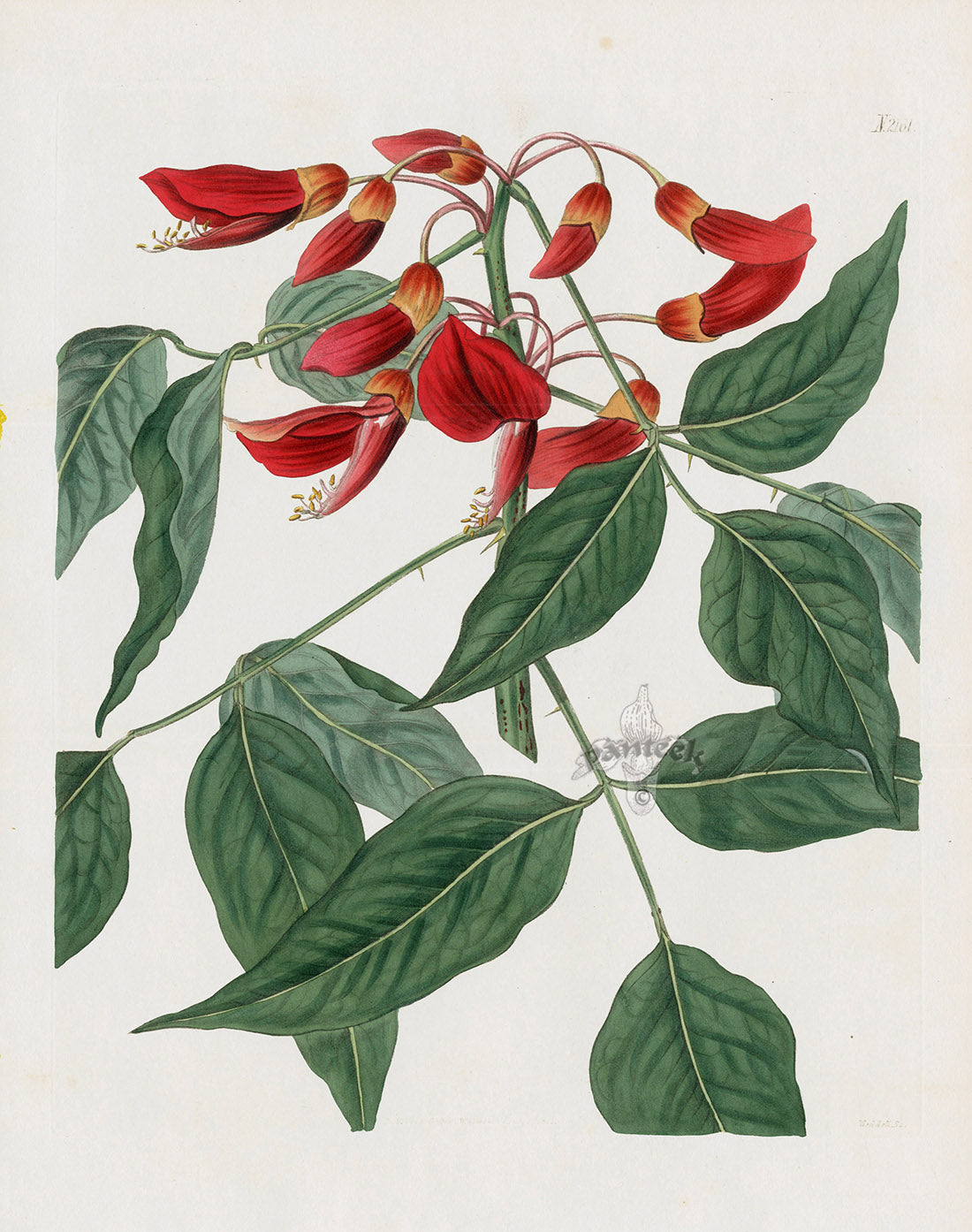 Curtis Botanical Magazine Print Coral Tree