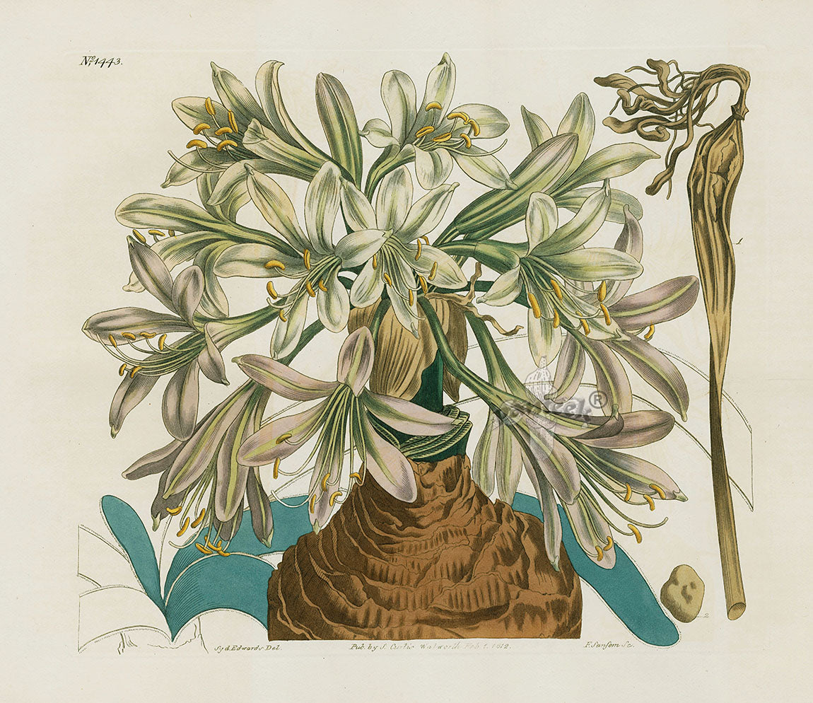 Curtis Botanical Magazine Print Double Sweet Scented Lily