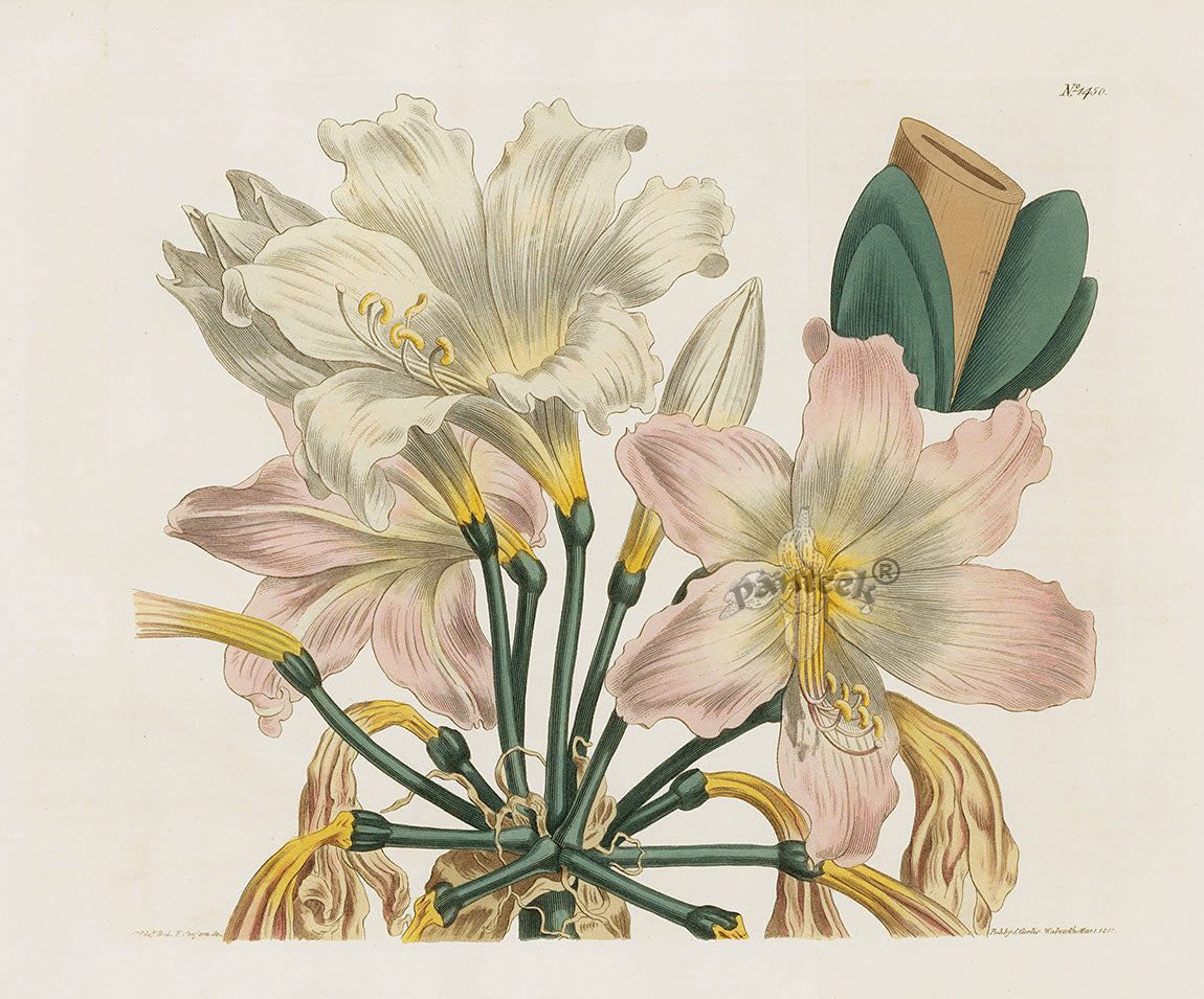 Curtis Botanical Magazine Print Double Blush Lily Pink Amaryllis
