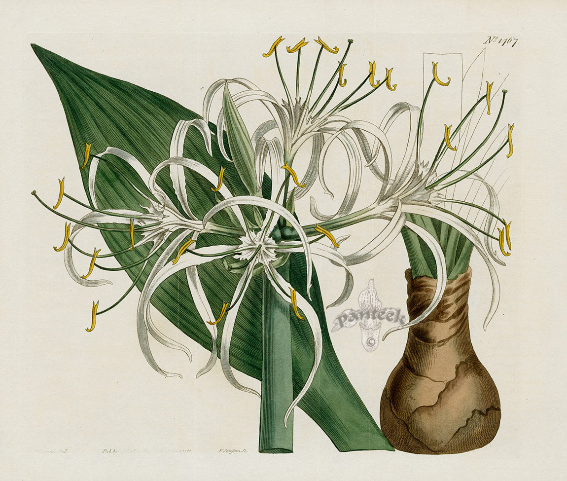 Curtis Botanical Magazine Print Double Brunswick Lily