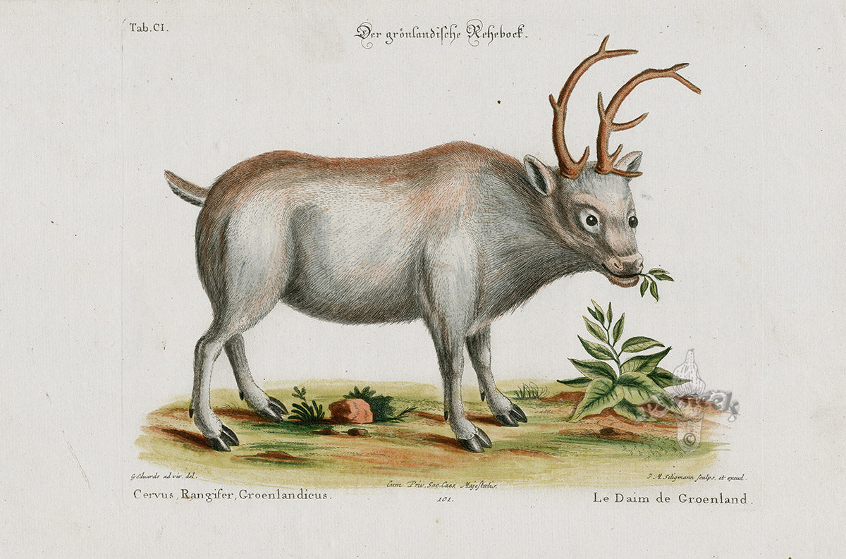 Edwards Seligmann Animal 1768 Greenland Reindeer