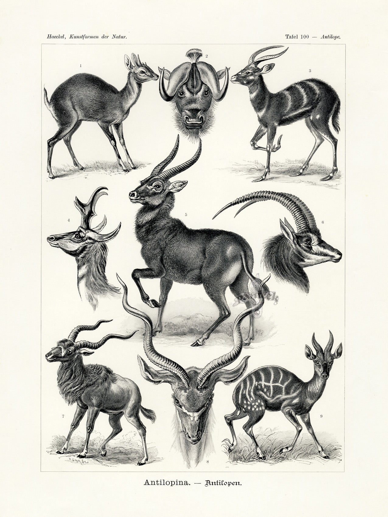 Ernst Haeckel Animal Life Antelope
