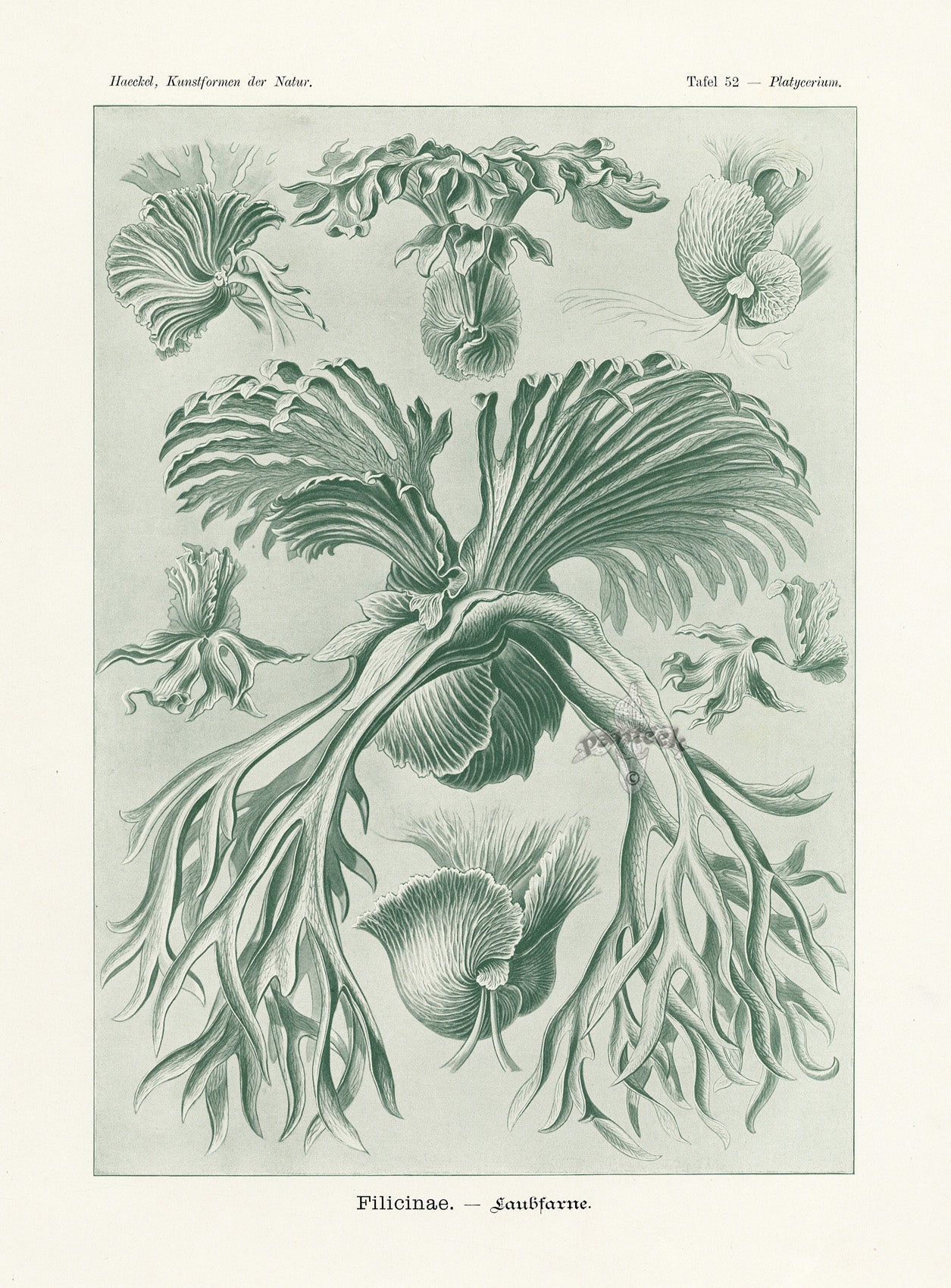 Ernst Haeckel Animal Life Filicinae, Fern