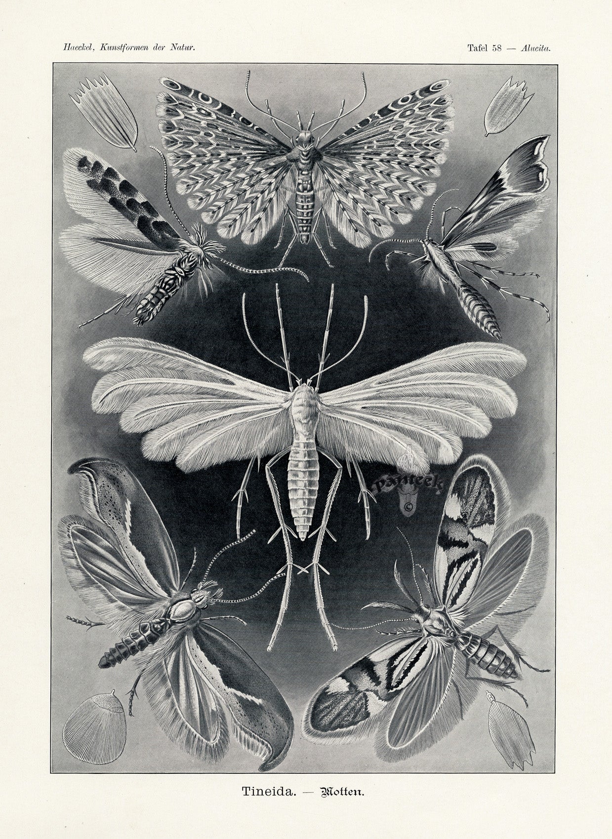 Ernst Haeckel Animal Life Moths