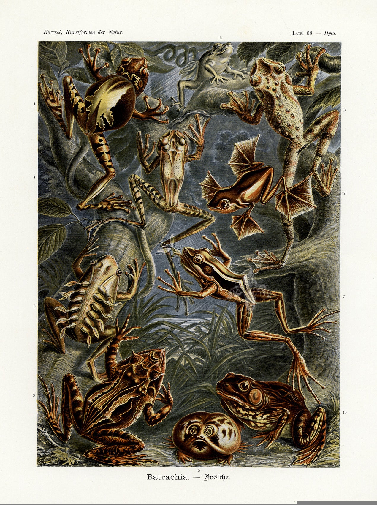 Ernst Haeckel Animal Life Frog