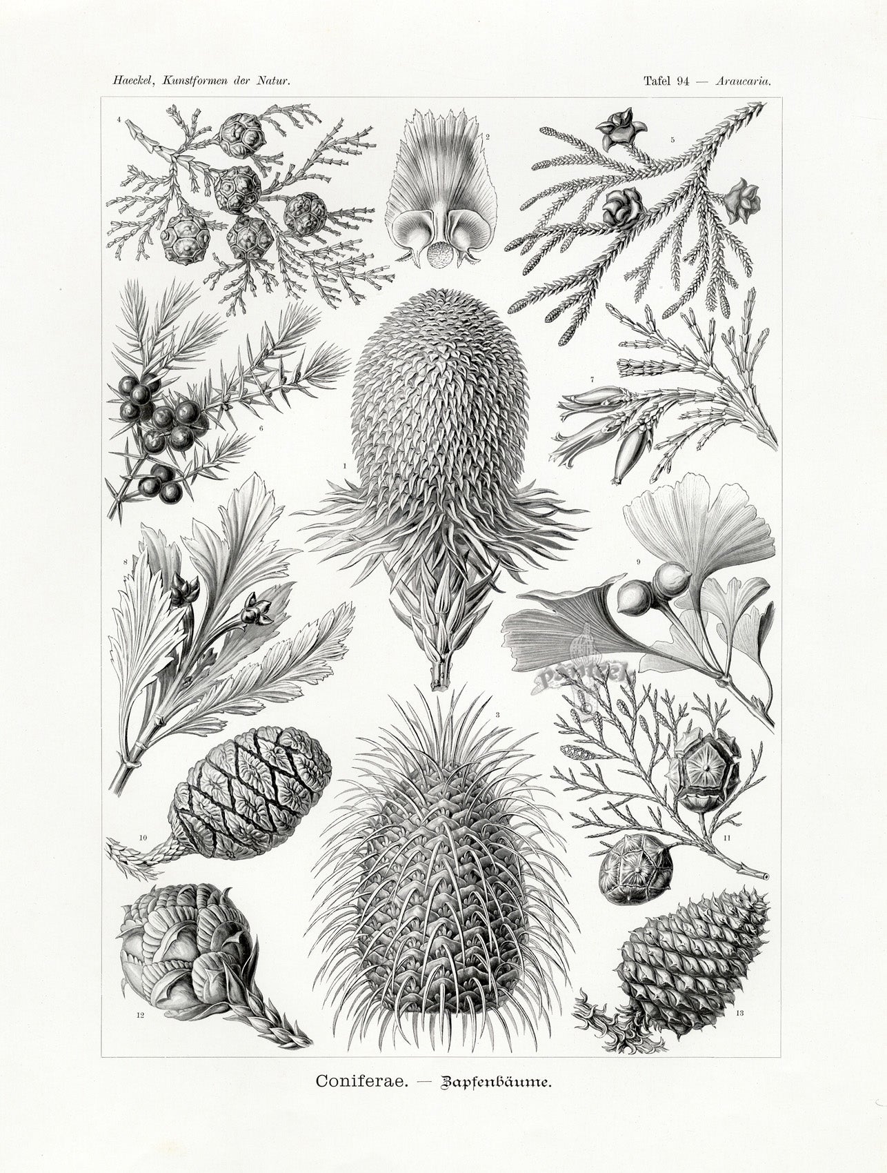 Ernst Haeckel Animal Life Conifer Trees