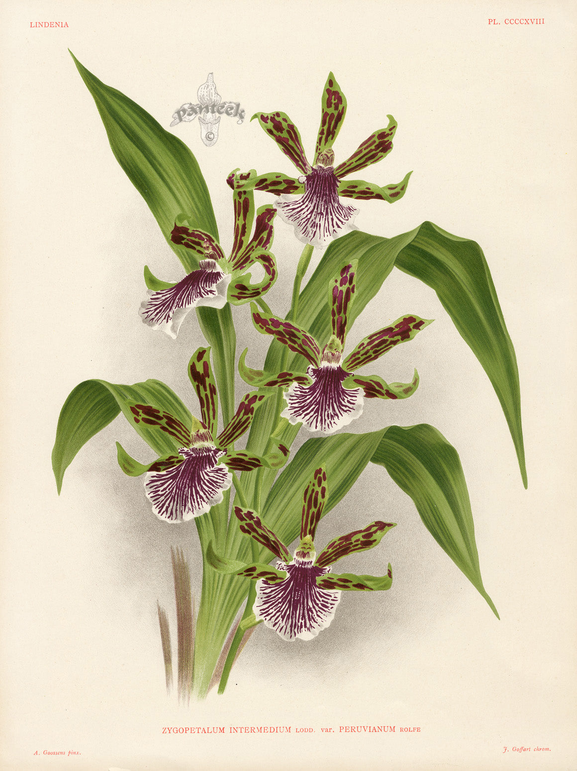 Jean Linden Antique Orchid Print Zygopetalum