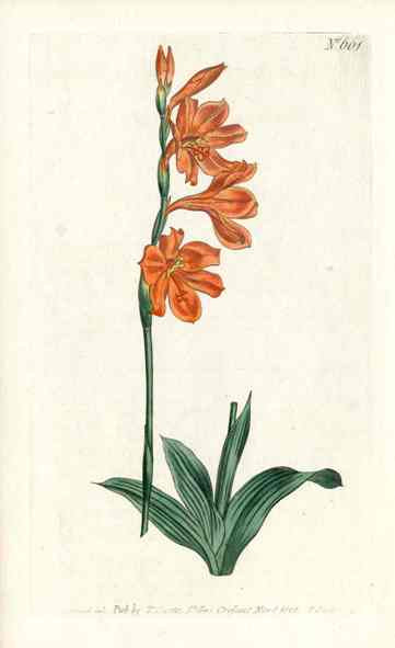 1787 Curtis 3 Flower Lychnis CURV63