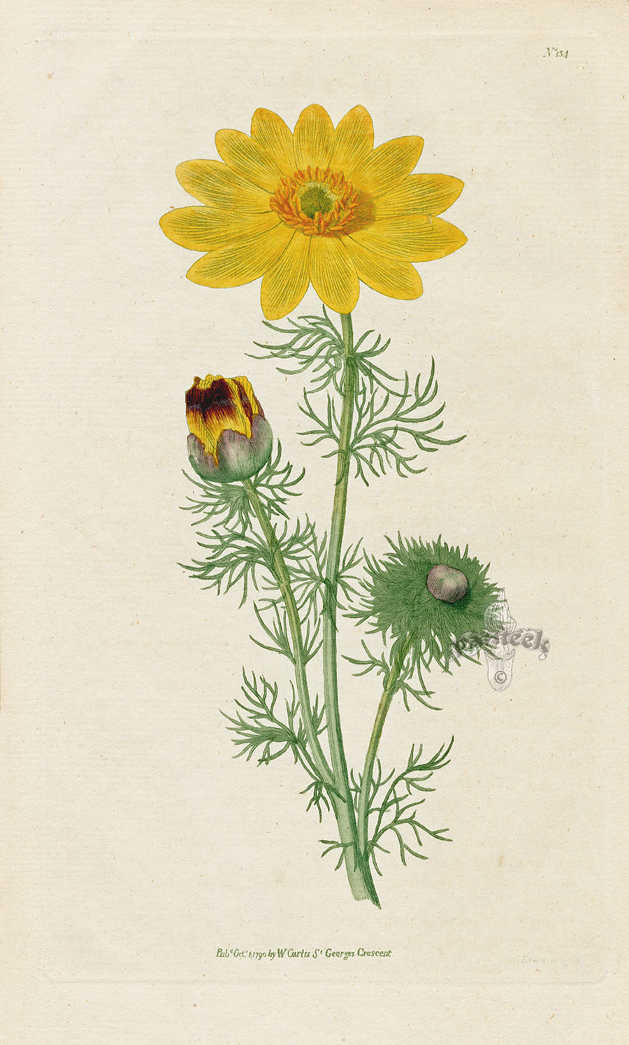 1787 Curtis Adonis Vernalis CFE299