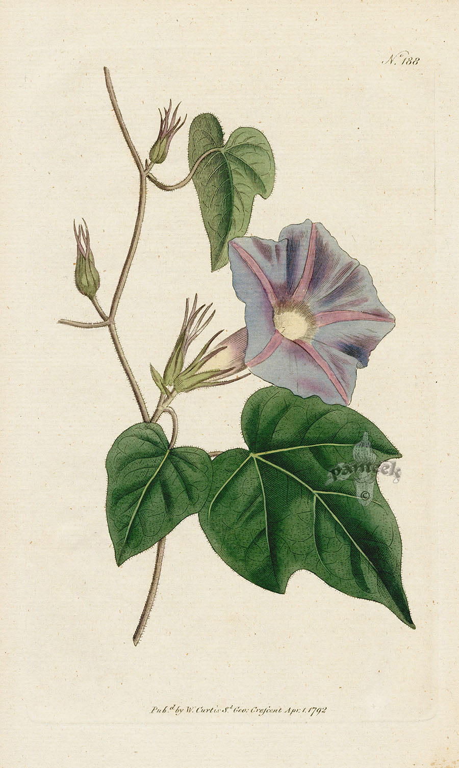 1787 Curtis Azure Convolvulus CFE236