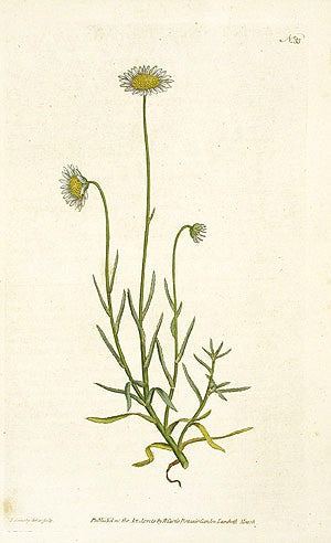 1787 Curtis Bristly-Leav'd Aster CFV33