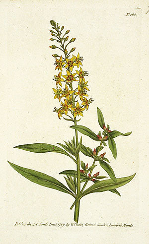 1787 Curtis Bulb-Bearing Loosestrife CFV104