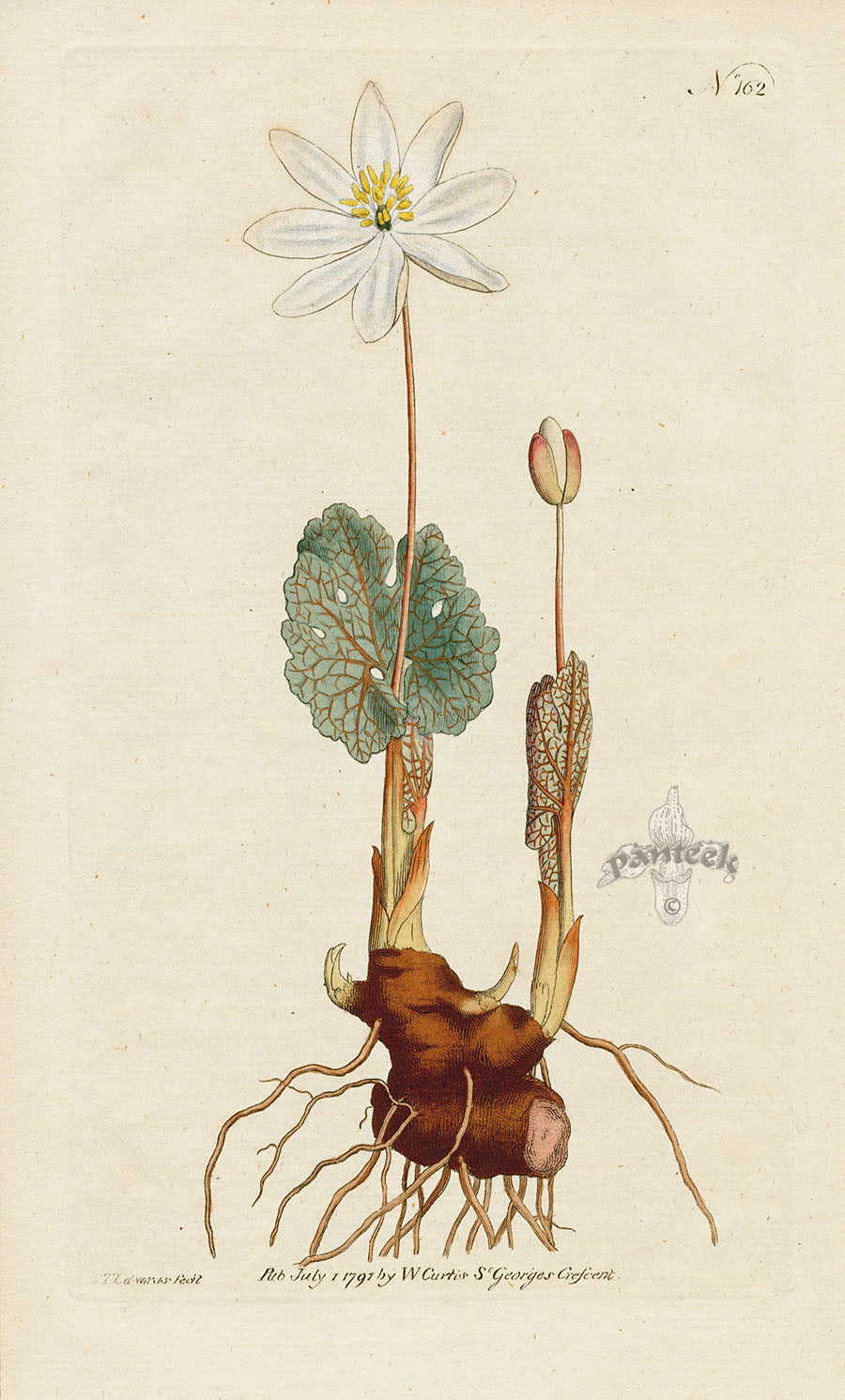 1787 Curtis Canada Puccoon, or Bloodwort CFE249