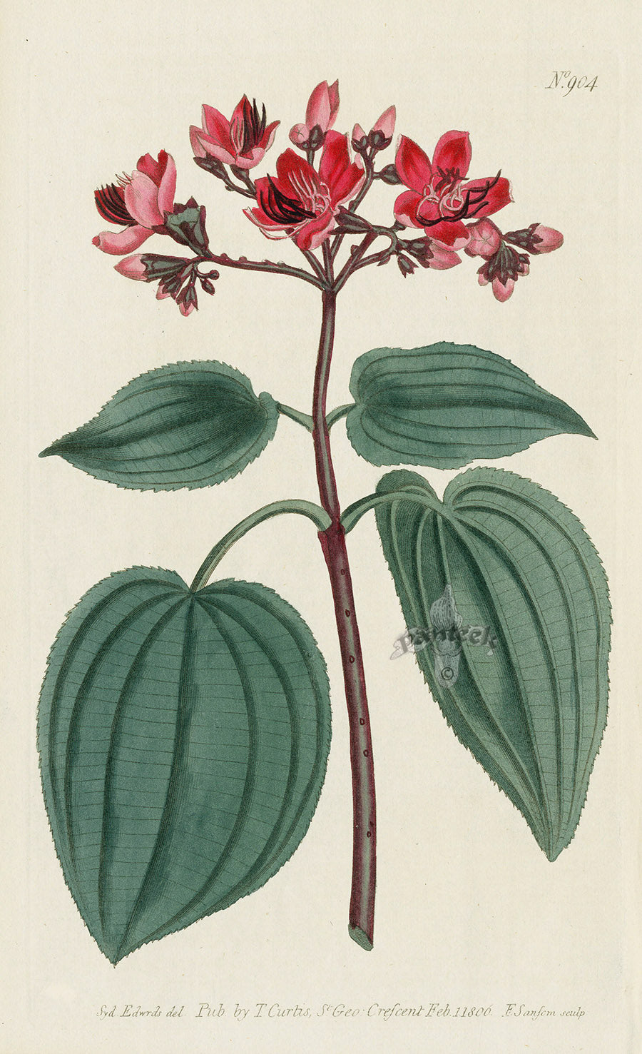 1787 Curtis Corymbous Melastoma CBR104