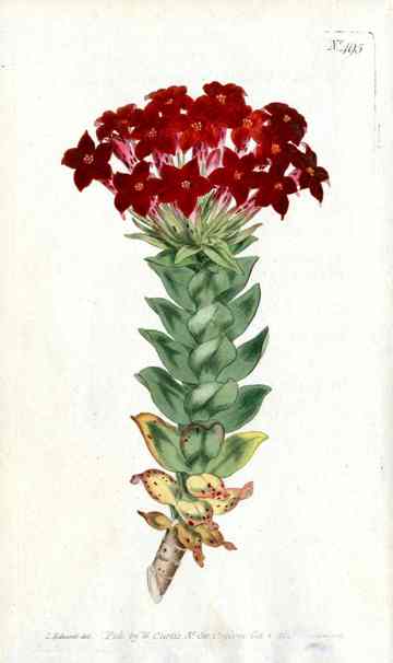 1787 Curtis Crassula CURV48