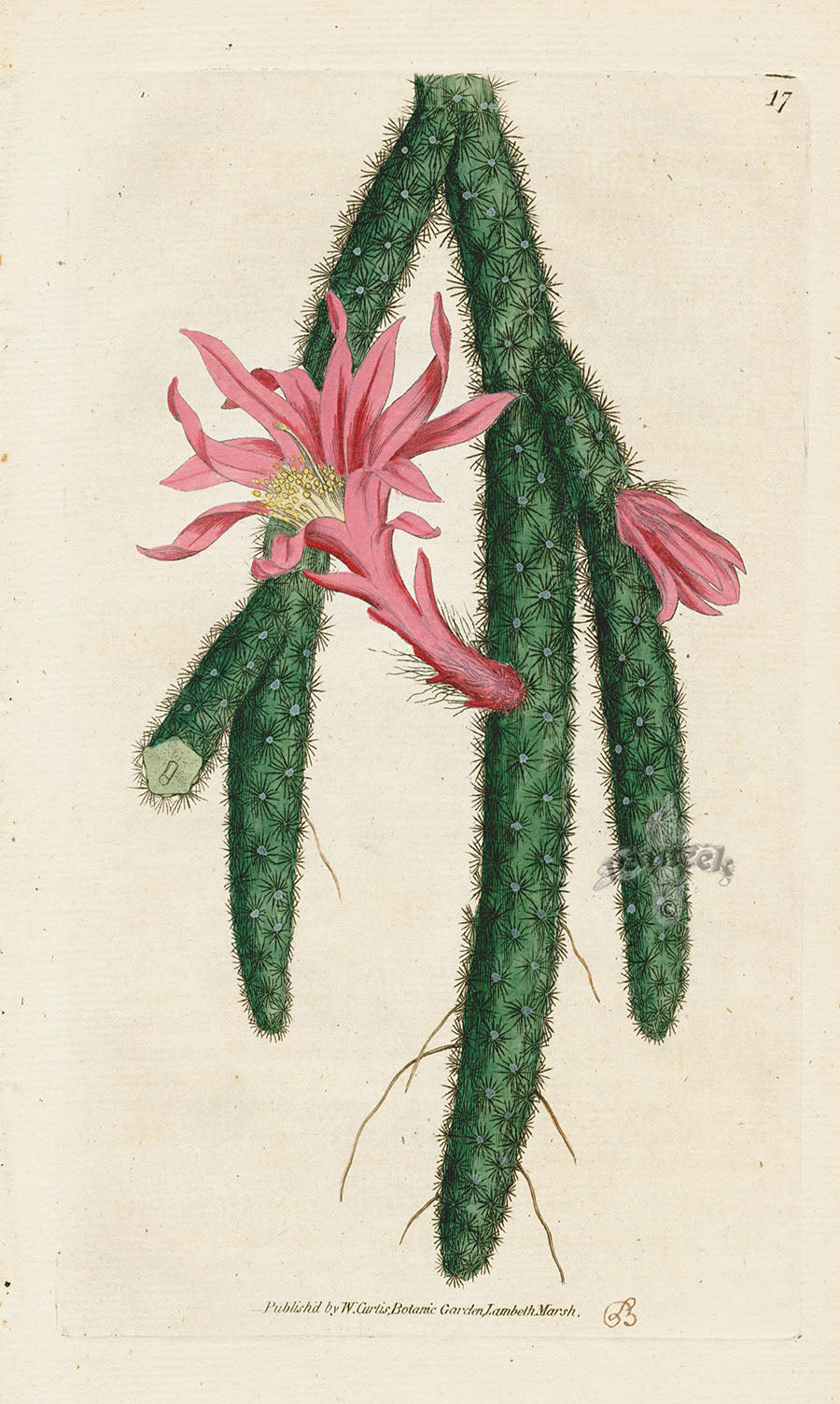 1787 Curtis Creeping Cereus CFE284