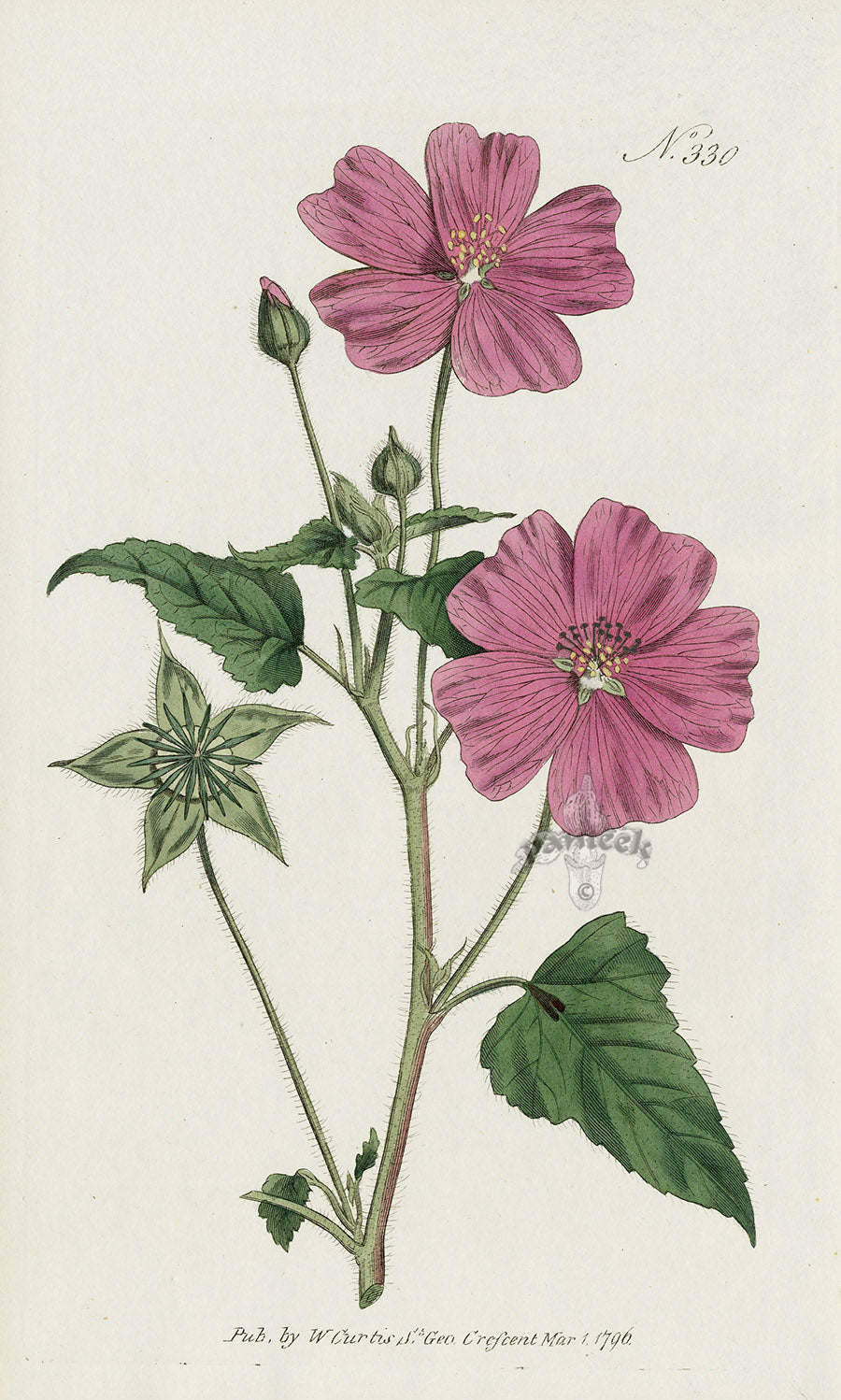 1787 Curtis Crested Sida. CBR89