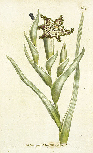 1787 Curtis Curled Ferraria CFV144