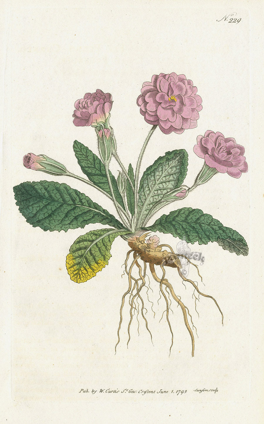 1787 Curtis Double Lilac Primrose CA16