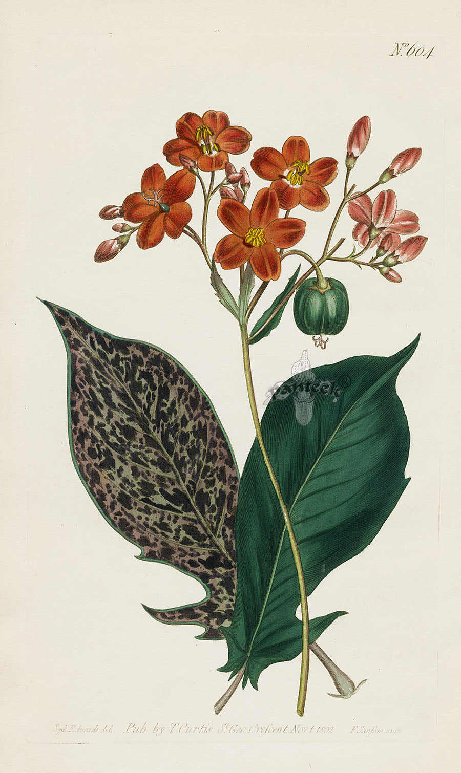 1787 Curtis Fiddle-Leaved Physic-Nut CUR604