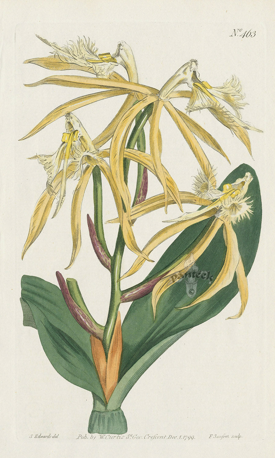 1787 Curtis Fringed Epidendrum Orchid CBR68
