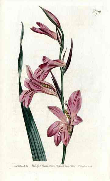1787 Curtis Gladiolus CURV31