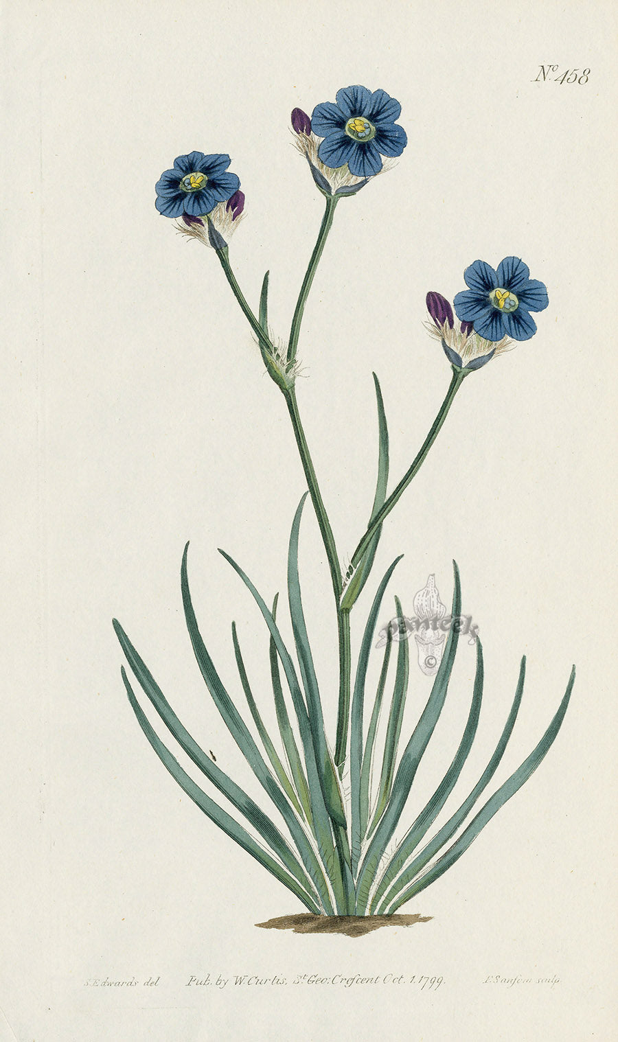 1787 Curtis Grass-Leaved Aristea CBR142
