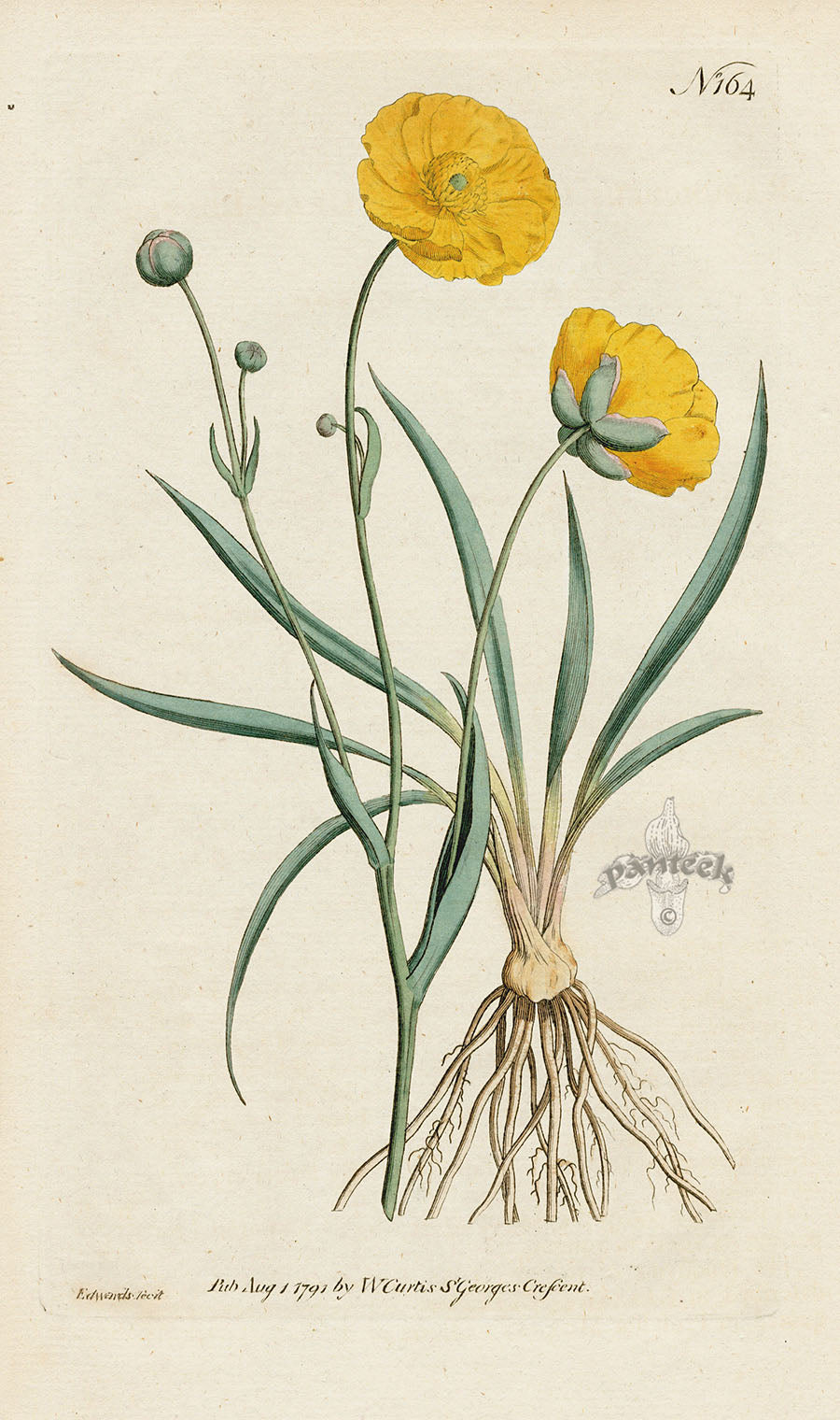 1787 Curtis Grass-Leaved Crowfoot CFE293