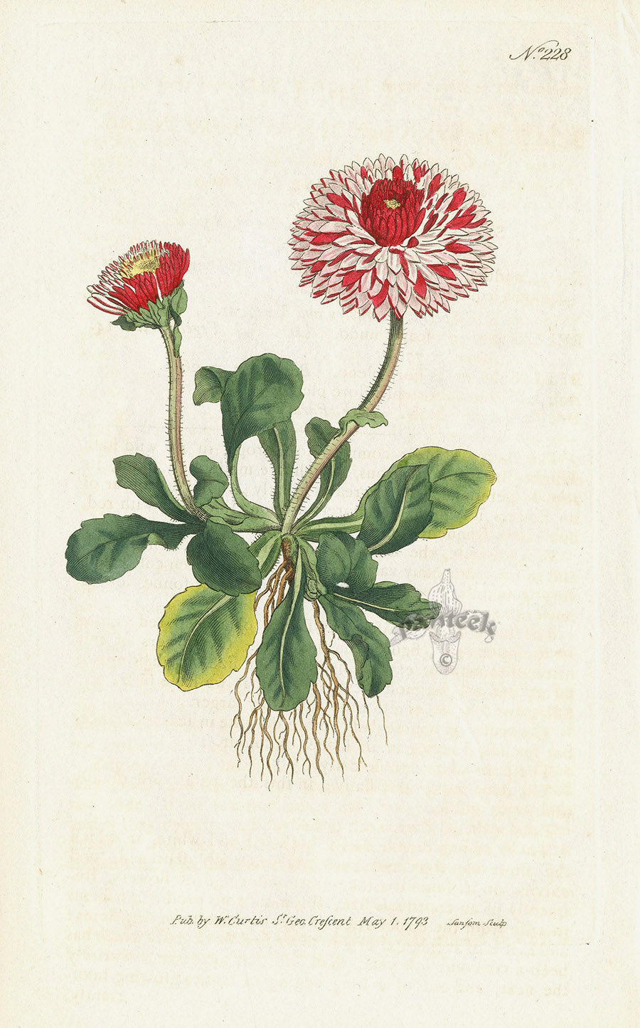 1787 Curtis Great Double Daisy CA17