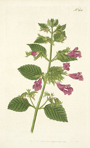 1787 Curtis Great-Flower'd Balm CFV208