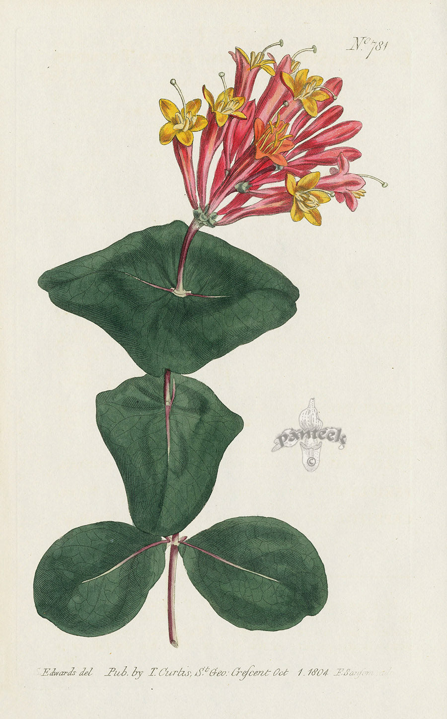 1787 Curtis Great Trumpet Honeysuckle CBR53