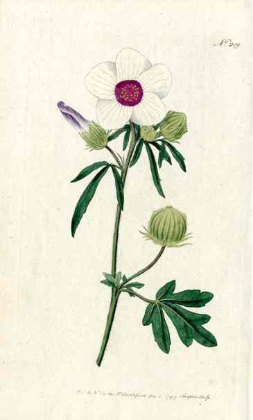 1787 Curtis Hibiscus Trionum P010a