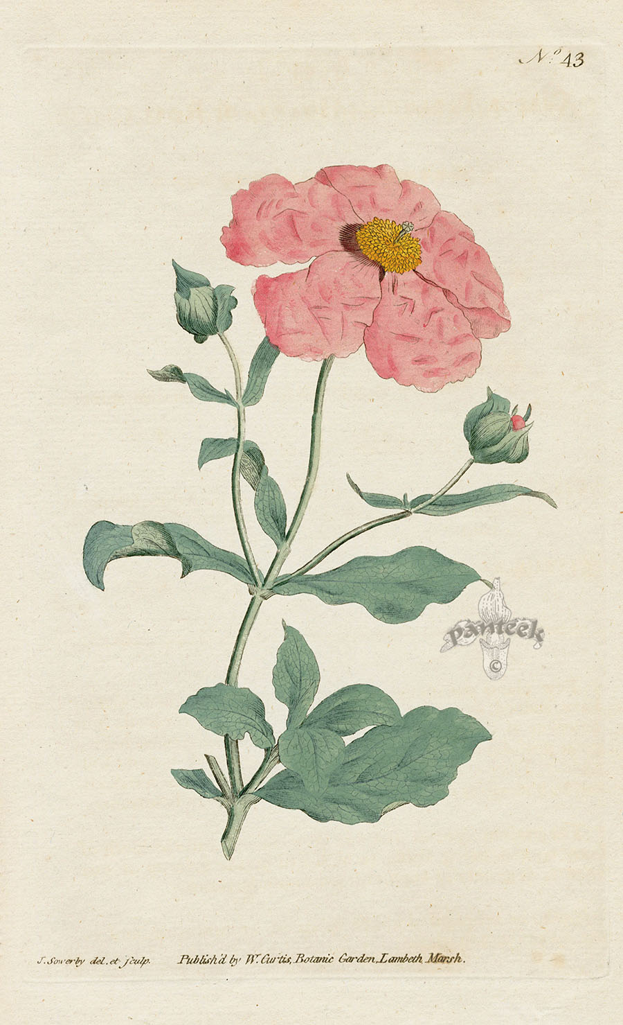 1787 Curtis Hoary, or Rose Cistus CFE285