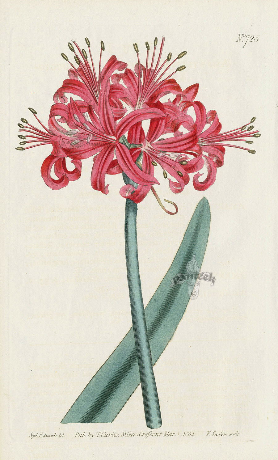 1787 Curtis Indian Chrysanthemum CBR12