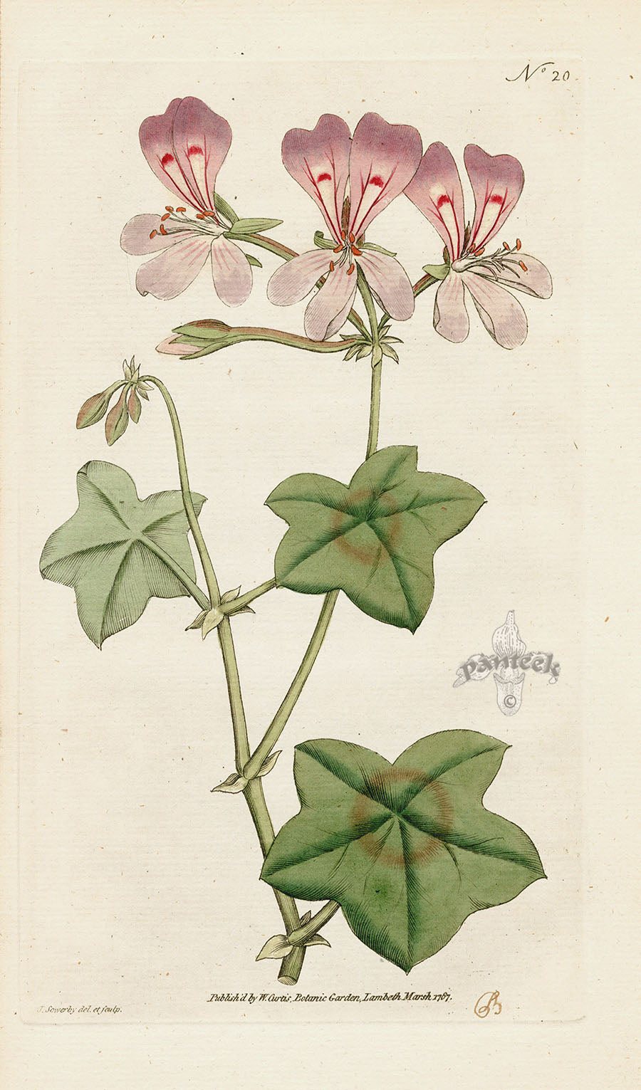 1787 Curtis Ivy-Leaved Geranium CFE261