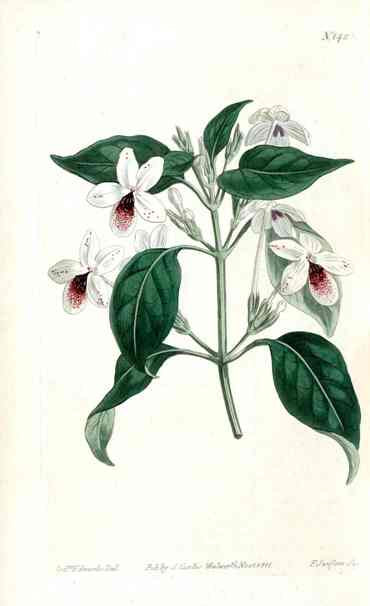 1787 Curtis Justicia CURV59