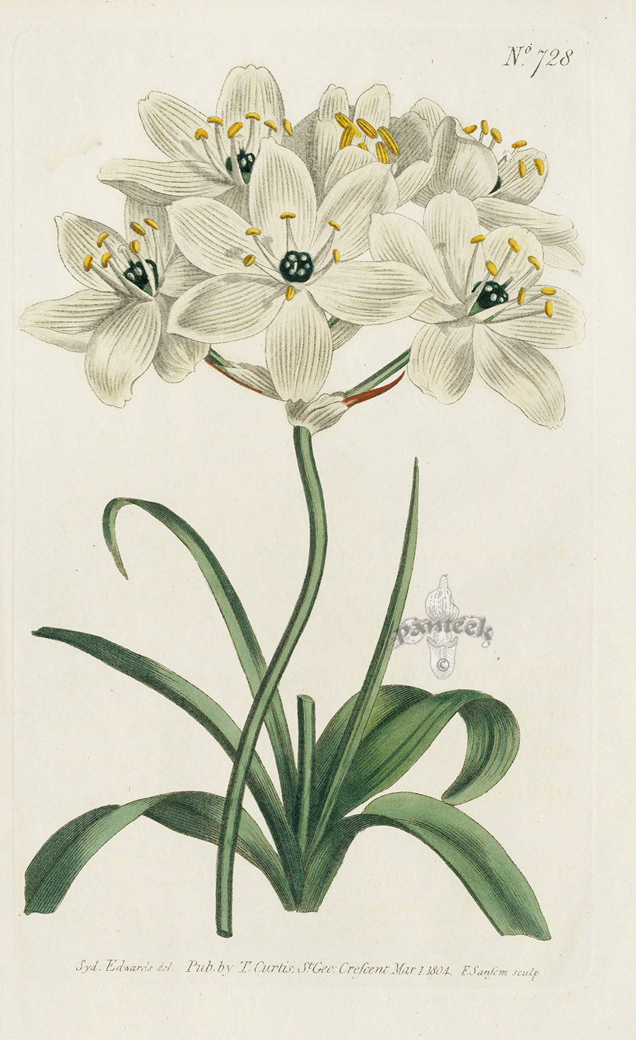 1787 Curtis Large-Flowered Star of Bethlehem CBR155