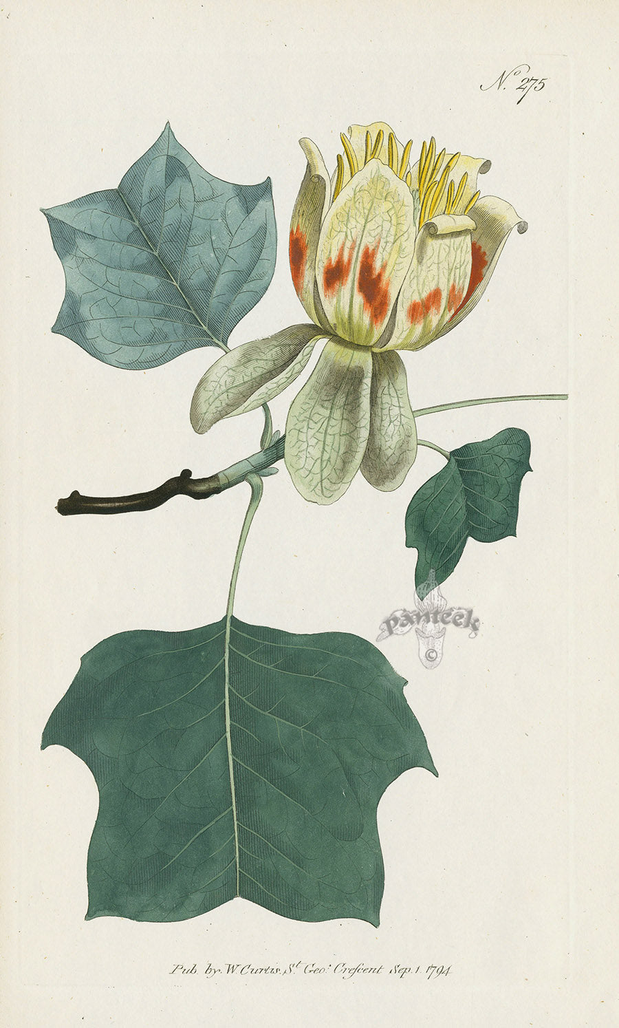1787 Curtis Magnolia, Tulip-Tree CBR61