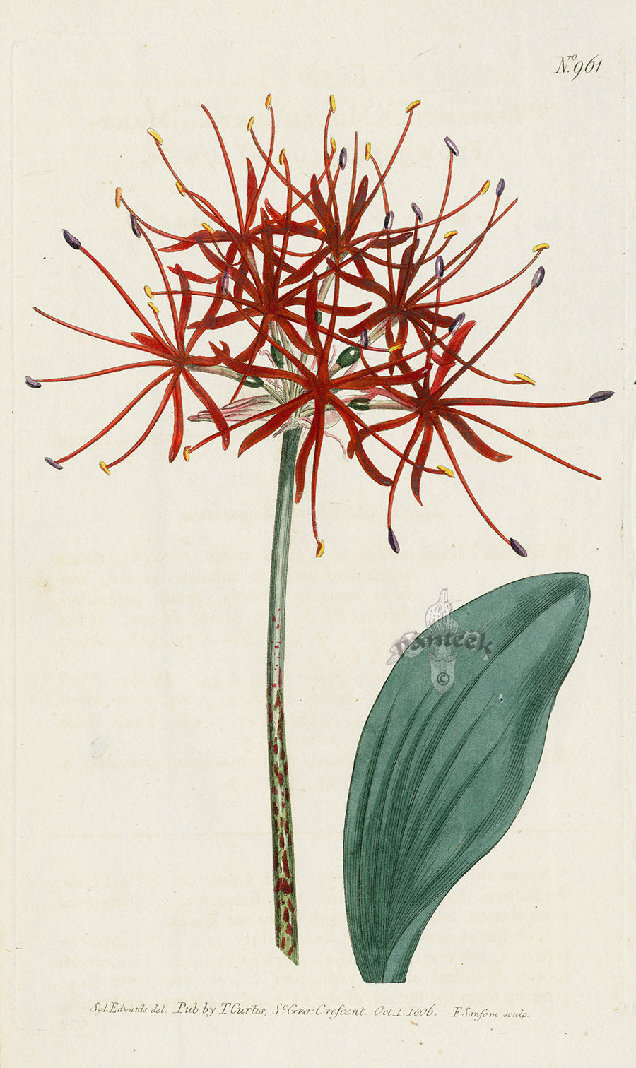 1787 Curtis Many-Flowered Blood-Flower CBR108
