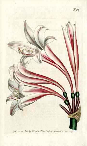 1787 Curtis Netted-Veined Amaryllis CURV1