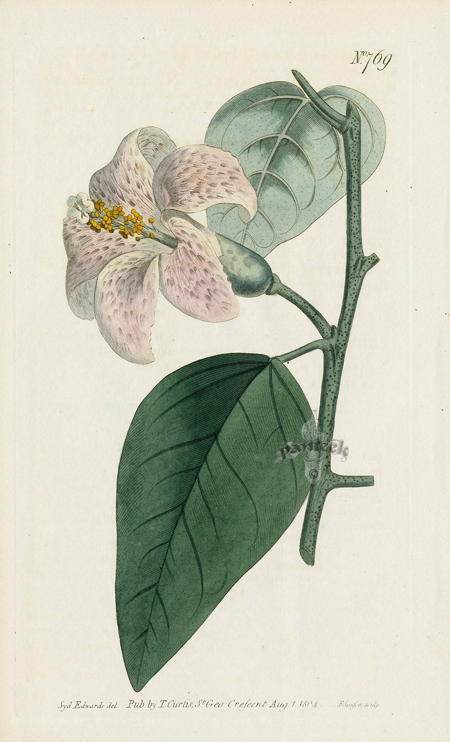 1787 Curtis Norfolk-Island Lagunæa CBR111