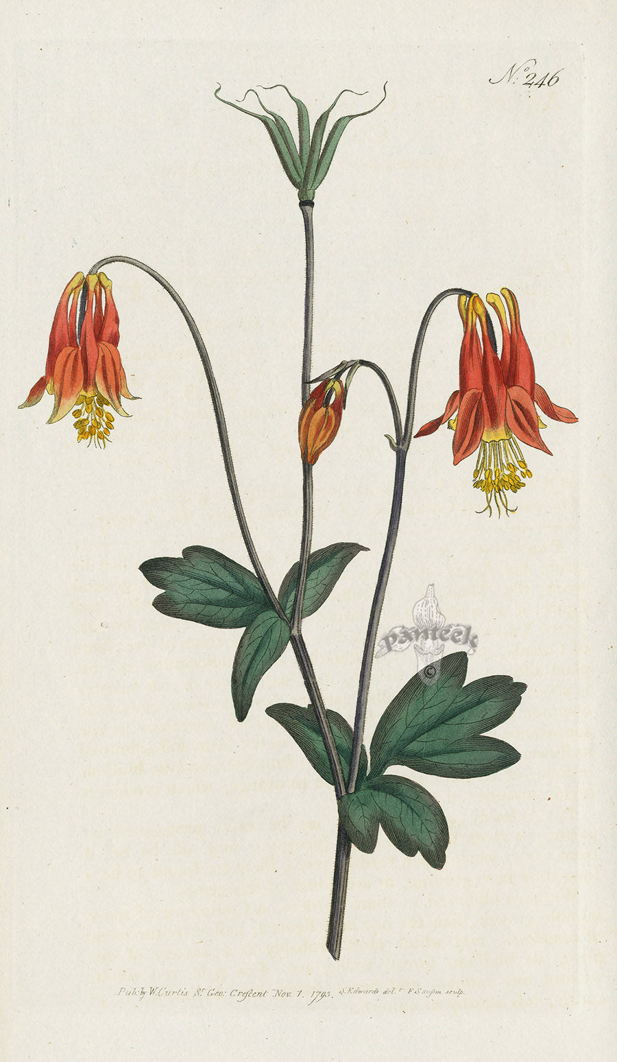 1787 Curtis Notch-Leaved Passion-Flower CBR79