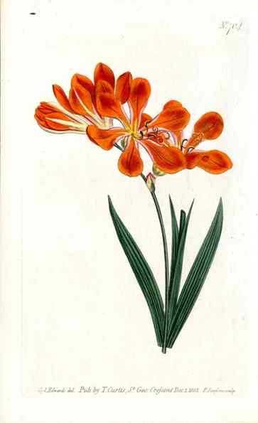 1787 Curtis Orange Ixia CURV90