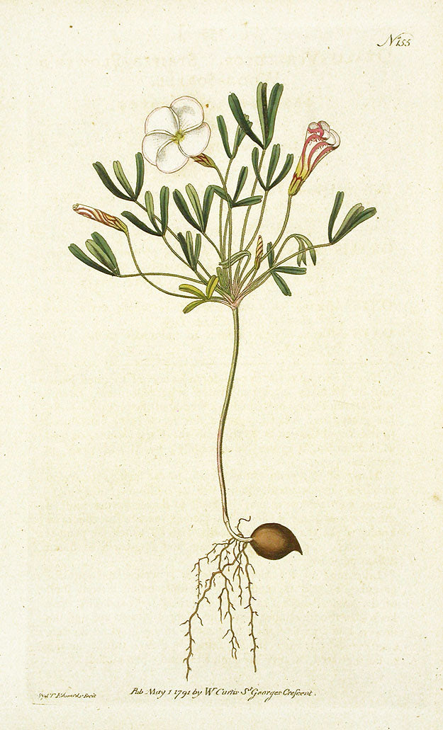 1787 Curtis Oxalis CFV155