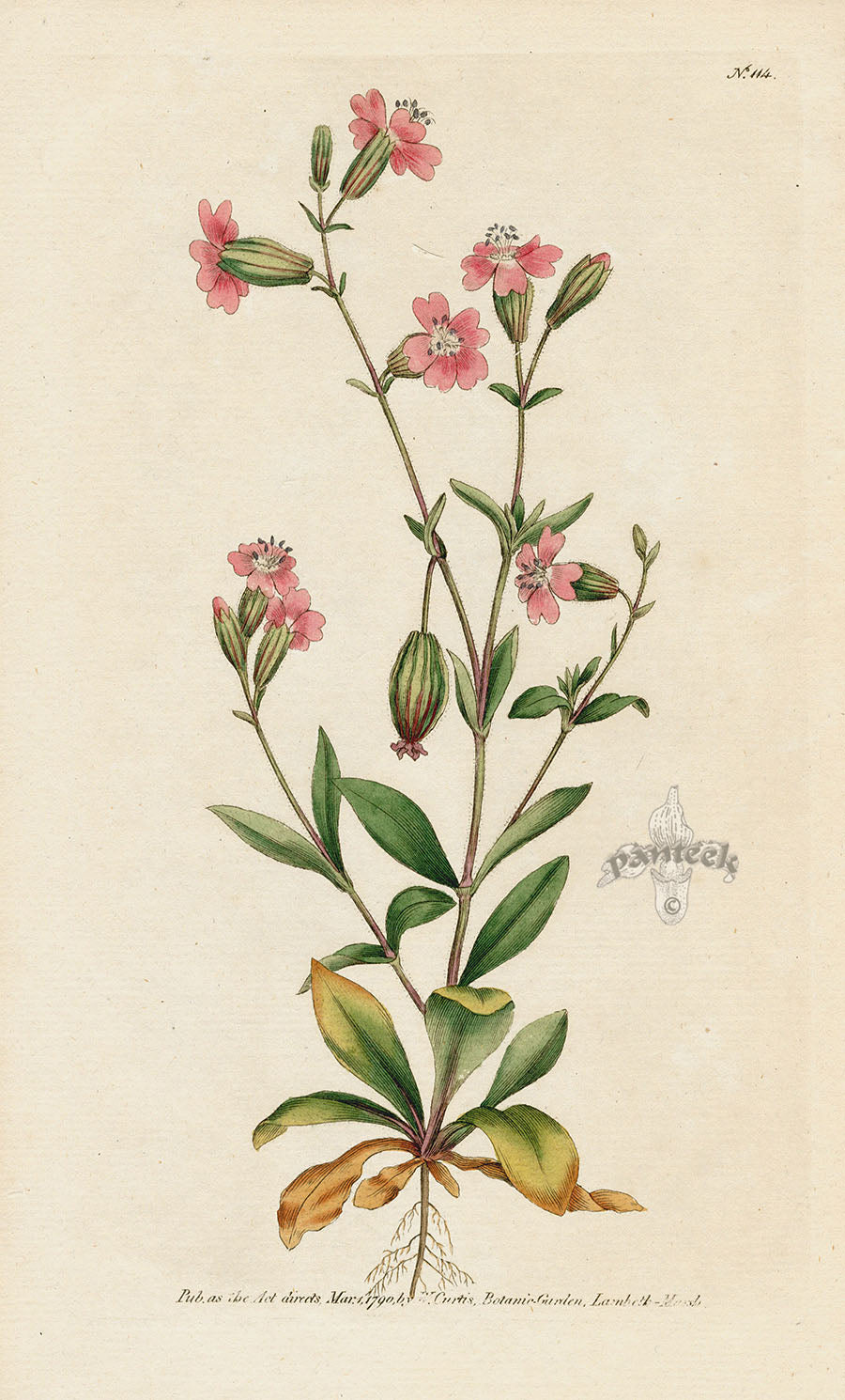 1787 Curtis Pendulous Catchfly CFE260