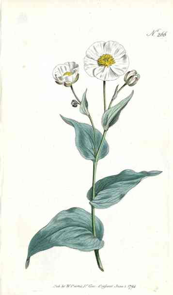 1787 Curtis Ranunculus CURV41